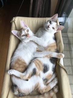 Lulu &amp; Rocco - Domestic Short Hair Cat