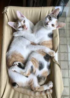 Lulu &amp; Rocco - Domestic Short Hair Cat