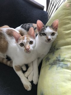 Lulu &amp; Rocco - Domestic Short Hair Cat