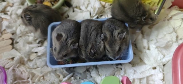 Winter White Russian Hamster - Common Hamster Hamster