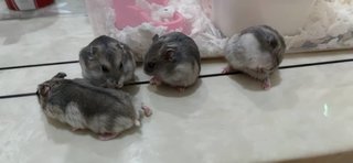 Winter White Russian Hamster - Common Hamster Hamster