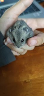 Winter White Russian Hamster - Common Hamster Hamster