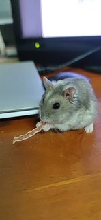 Winter White Russian Hamster - Common Hamster Hamster