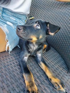 Choco - Mixed Breed Dog