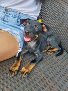 Choco - Mixed Breed Dog