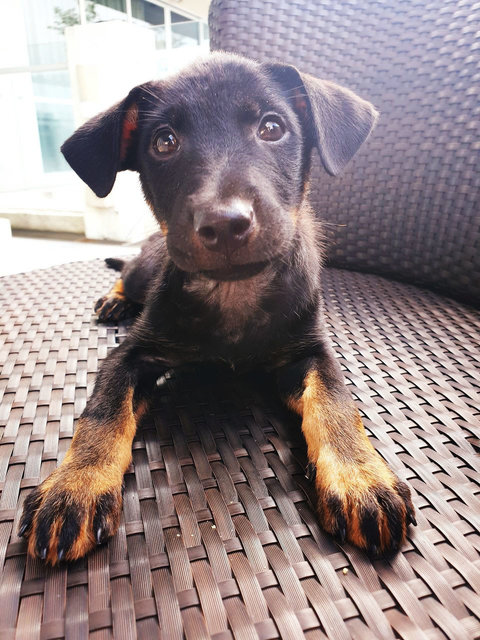 Choco - Mixed Breed Dog