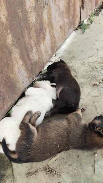 Cuties  - Mixed Breed Dog