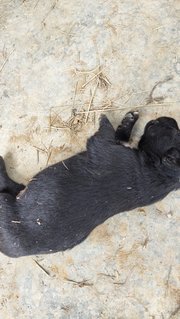 Cuties  - Mixed Breed Dog