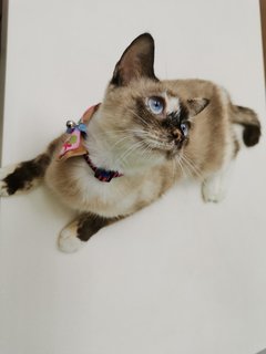 Daifuku - Siamese + Domestic Short Hair Cat