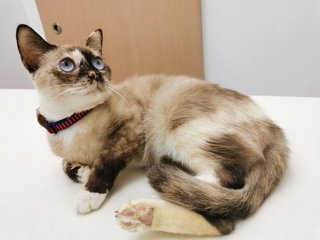 Daifuku - Siamese + Domestic Short Hair Cat