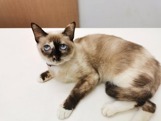 Daifuku - Siamese + Domestic Short Hair Cat