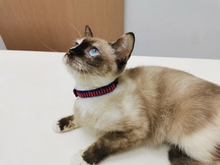 Daifuku - Siamese + Domestic Short Hair Cat