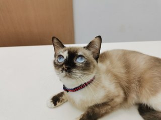 Daifuku - Siamese + Domestic Short Hair Cat