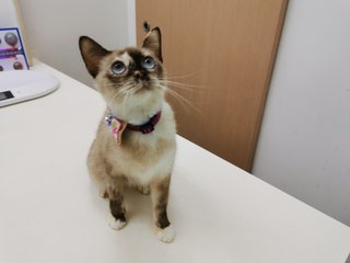 Daifuku - Siamese + Domestic Short Hair Cat