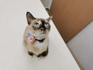 Daifuku - Siamese + Domestic Short Hair Cat