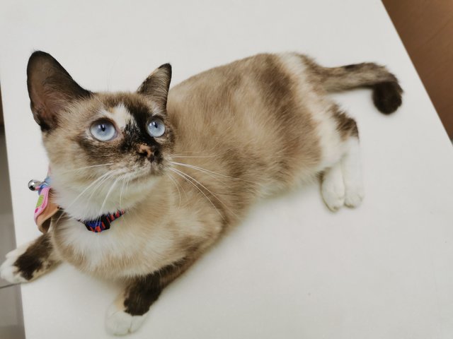 Daifuku - Siamese + Domestic Short Hair Cat