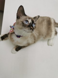 Daifuku - Siamese + Domestic Short Hair Cat