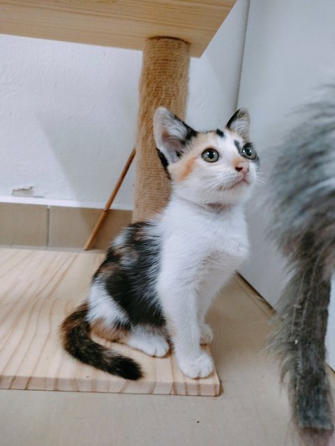 Himawari - Domestic Medium Hair + Calico Cat