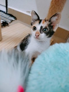 Himawari - Domestic Medium Hair + Calico Cat