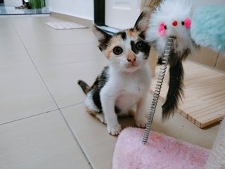 Himawari - Domestic Medium Hair + Calico Cat