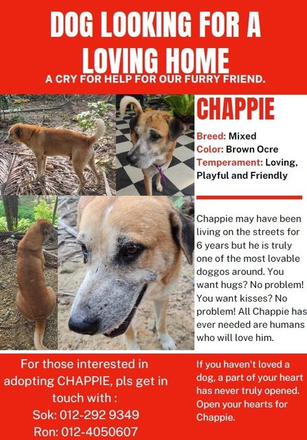 Chappie - Mixed Breed Dog