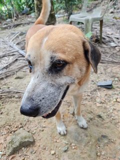 Chappie - Mixed Breed Dog