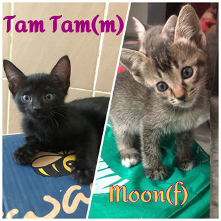 Tam Tam, Moon, Mimi,  Muiz - Domestic Short Hair Cat