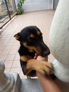 Blacky - Mixed Breed Dog