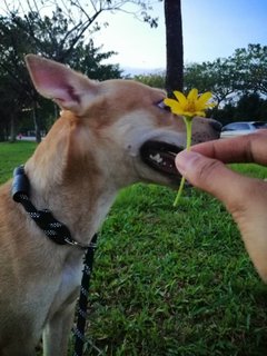 Bruno - Mixed Breed Dog