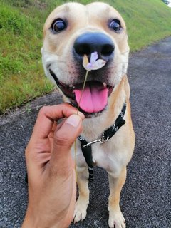 Bruno - Mixed Breed Dog