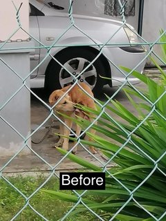 Bruno - Mixed Breed Dog