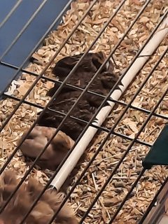 Japanese Button Quail - Juvenile - Button Quail Bird