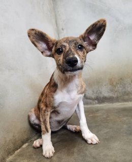 Betty - Corgi Mix Dog