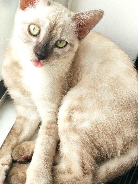 Mochi - Siamese + Burmese Cat