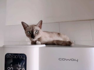 Mochi - Siamese + Burmese Cat