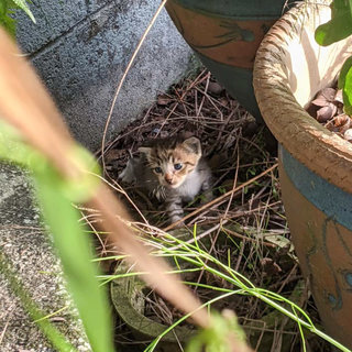 Miya found in the backyard