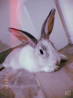 Toffee - Himalayan + American Rabbit