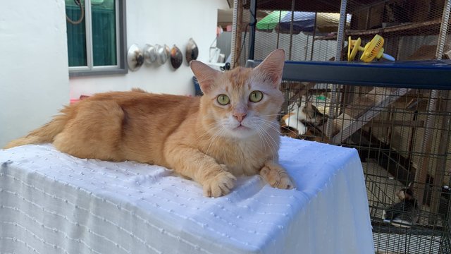 Covid (Recued During The First Mco)  - Domestic Long Hair Cat