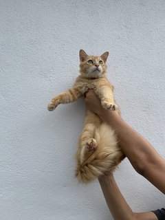 Covid (Recued During The First Mco)  - Domestic Long Hair Cat