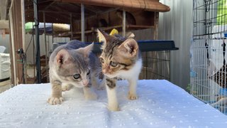 Abu - Domestic Short Hair Cat