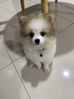 Bono - Pomeranian Dog