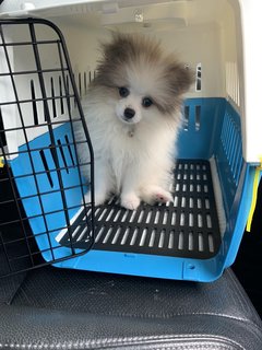 Bono - Pomeranian Dog