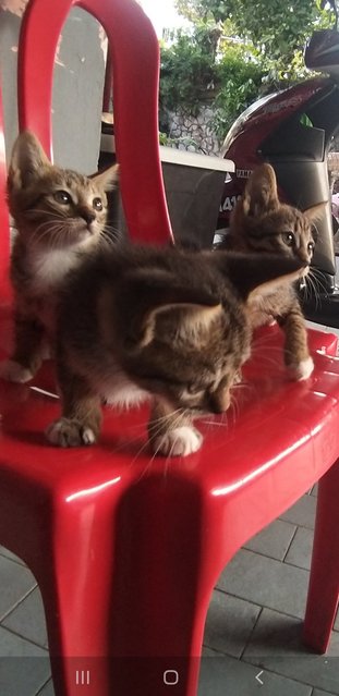 4 Tabby Kittens - Tabby Cat