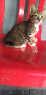 4 Tabby Kittens - Tabby Cat