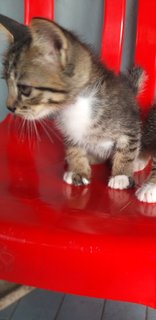 4 Tabby Kittens - Tabby Cat