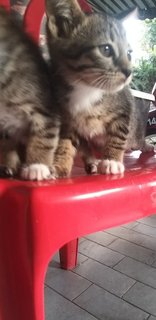 4 Tabby Kittens - Tabby Cat