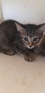 4 Tabby Kittens - Tabby Cat