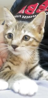 4 Tabby Kittens - Tabby Cat