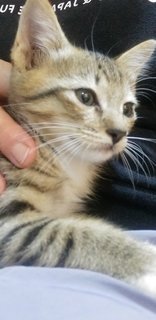 4 Tabby Kittens - Tabby Cat