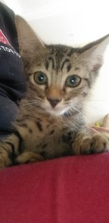 4 Tabby Kittens - Tabby Cat